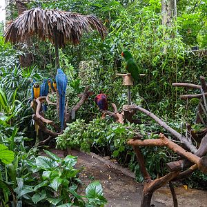 Animals as photo props - parrots