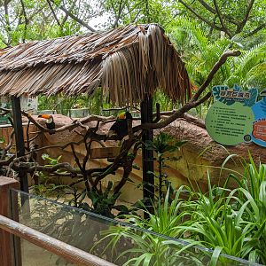 Animals as photo props - toucans