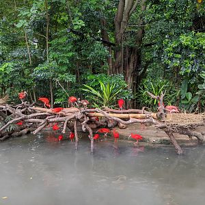 Scarlet Ibis (Eudocimus ruber)