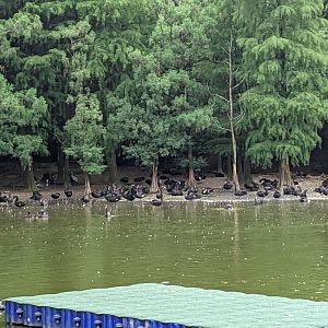 Black Swans (Cygnus atratus)