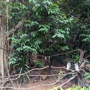 Chinese Crested Ibis (Nipponia nippon)