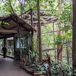 Cage for Siamang (Symphalangus syndactylus)