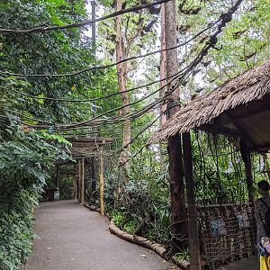 Walk-through hornbill aviary