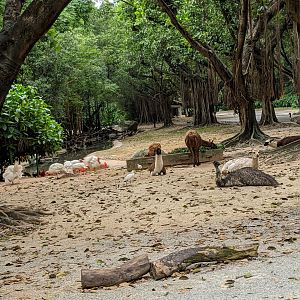 Drive-through safari area