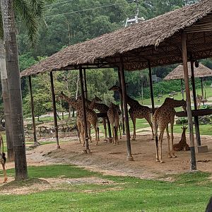 African section of drive-through safari area