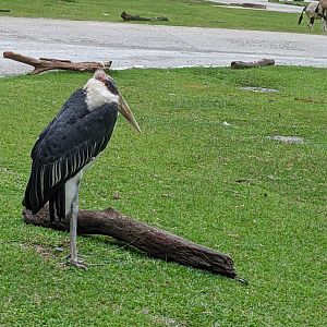 African section of drive-through safari area