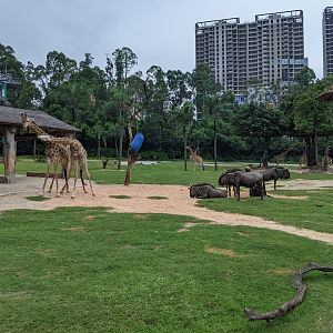 African section of drive-through safari area