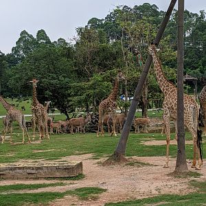African section of drive-through safari area