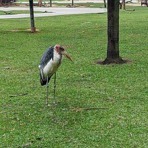 African section of drive-through safari area