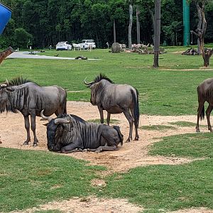 African section of drive-through safari area