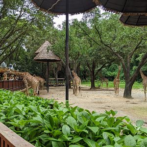 Giraffe enclosure