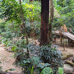 Giant Anteater (Myrmecophaga tridactyla) enclosure