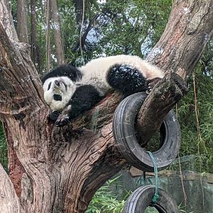 Giant Panda (Ailuropoda melanoleuca)