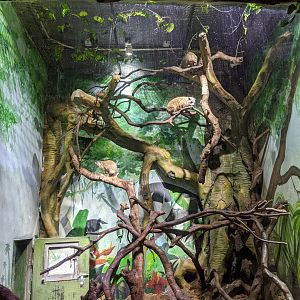 Rock Hyrax (Procavia capensis) enclosure