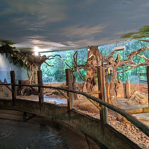 Giant Anteater (Myrmecophaga tridactyla) enclosure