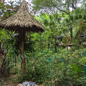 Koala (Phascolarctos cinereus) enclosures
