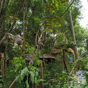Koala (Phascolarctos cinereus) enclosures