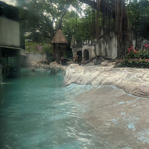 Brown Bear enclosure