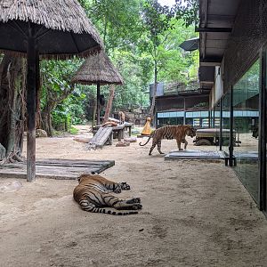 Tigers