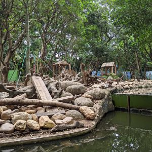 Hamadryas Baboon enclosure