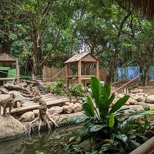 Hamadryas Baboon enclosure