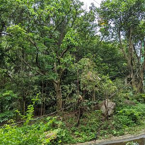 Black and Gold Howler Monkey (Alouatta caraya) island