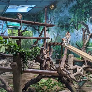 Indoor cage for Proboscis Monkeys (Nasalis larvatus)