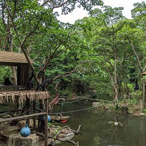 Spider and Squirrel Monkey islands