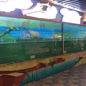 Capybara (Hydrochoeris hydrochaeris)