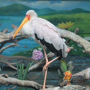 Yellow-billed Stork (Mycteria ibis)