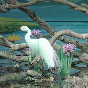 Intermediate Egret (Egretta intermedia)