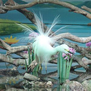 Intermediate Egret (Egretta intermedia)