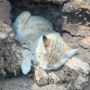 Sleeping Sand Cat