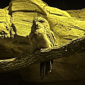 Tawny Frogmouth