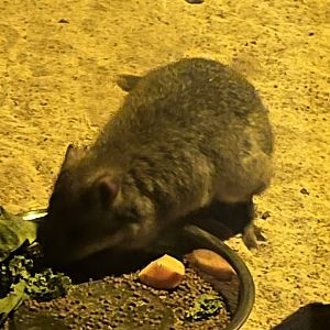 Brush-tailed Bettong