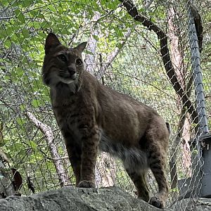 Bobcat