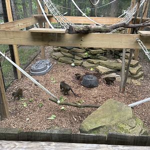 Allen’s Swamp Monkey Family