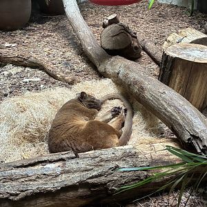 Sleeping Fossa