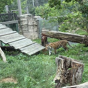 Amur Tiger