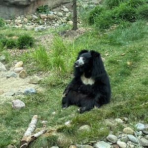 Sloth Bear