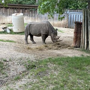 Eastern Black Rhino