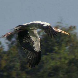 Milky stork or hybrid ?