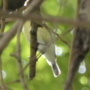 Gerygone or sunbird?