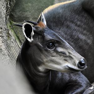 Yellow-Backed Duiker (Cephalophus silvicultor) male