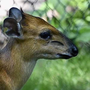 Red-Flanked Duiker (Cephalophus rufilatus) female
