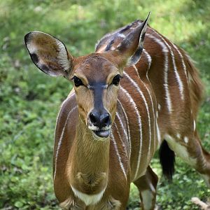 Nyala (Tragelaphus angasii) female