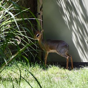 Kirk's Dik-Dik (Madoqua kirkii)