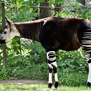 Okapi (Okapia johnstoni) male