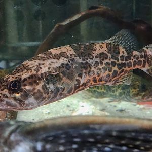 Korean Perch (Siniperca scherzeri)