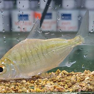 Sheepshead Pacu (Acnodon normani)
